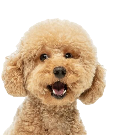 chien
